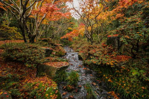 hiroshima kouyou